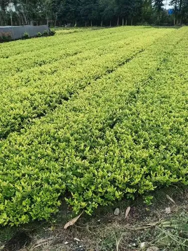 永州城市绿化包括哪些内容